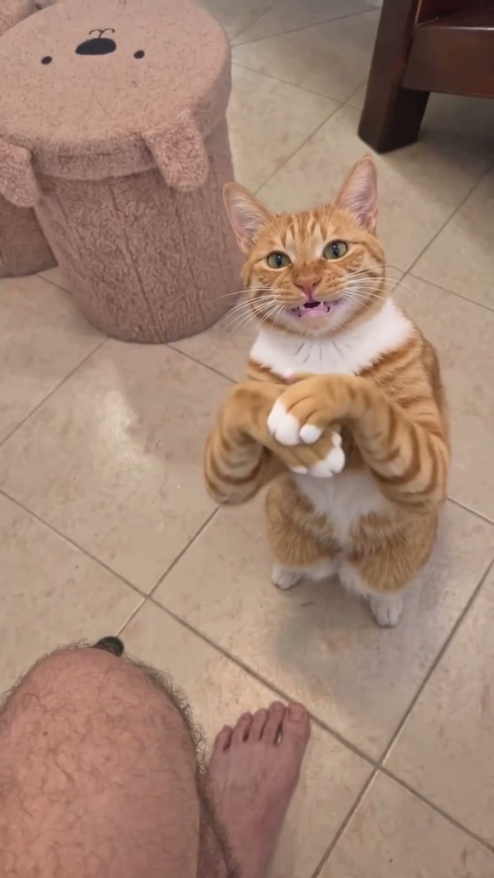Cat Clapping AI Video Generator